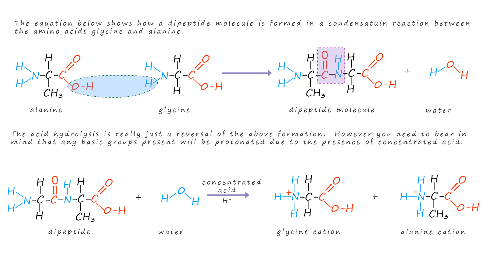 acid hydrolysis of a dipeptide